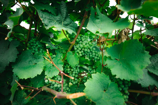 Банк «Россия» выкупил крымский винзавод