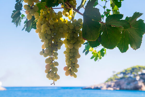 Минсельхоз Франции второй раз понизил прогноз выпуска вина в стране