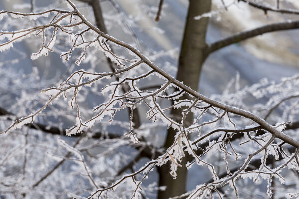 Непогода привела к сокращению на четверть урожая винограда в Крыму