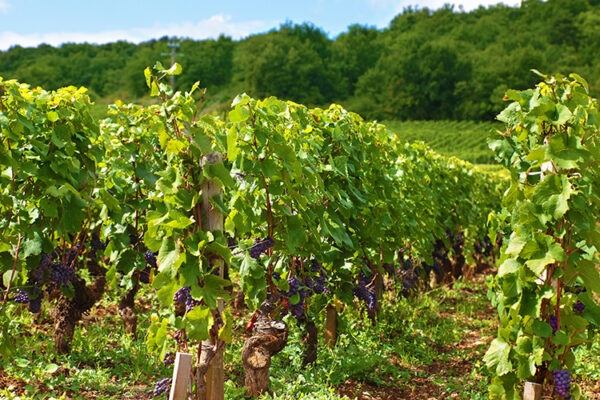 В Крыму появится «Республика севастопольских виноделов»