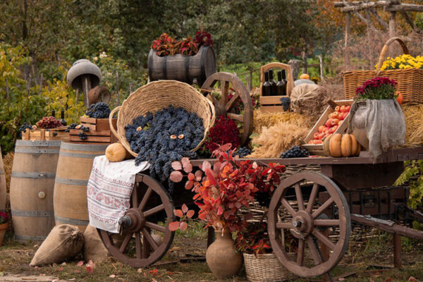 Старозолотовский становится местом притяжения энотуристов
