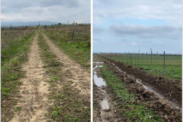 В Дагестане «исчезли» 250 га виноградников