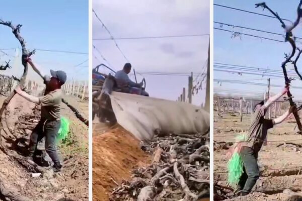 Укрывное виноделие в Китае