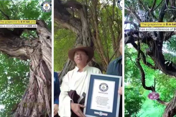 Ученые определили возраст самой старой дикой лозы