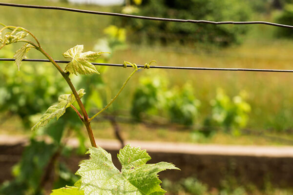 В ДНР присматриваются к европейской модели виноградарства